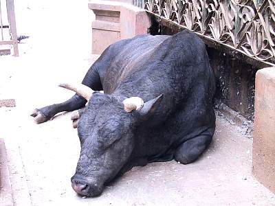 Kairen's_Tibet_18_2001-09-23 11.55.37 IMG__4335g1.JPG.JPG